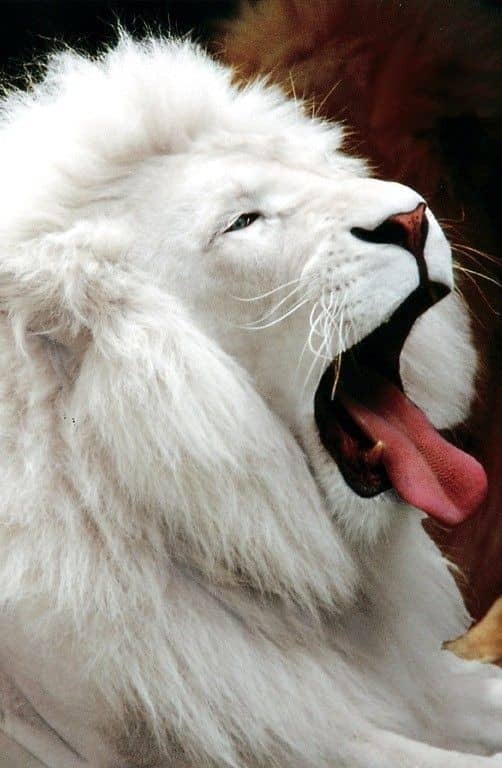 Albino Lion
