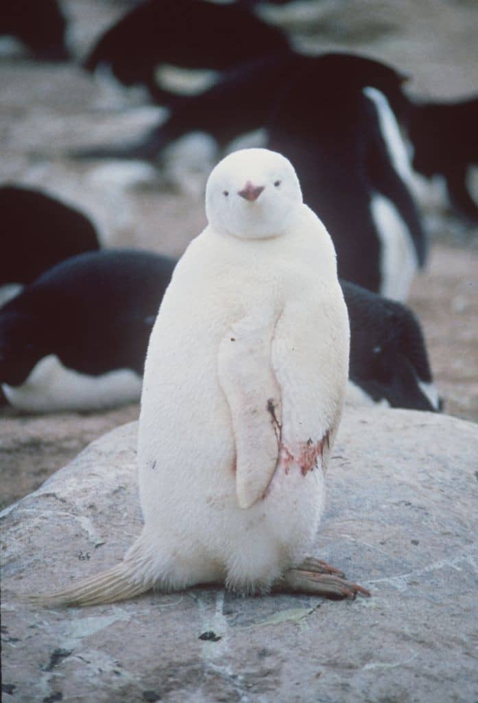 Albino Penguin