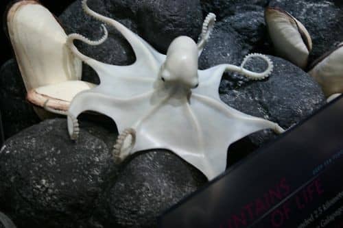Albino Octopus