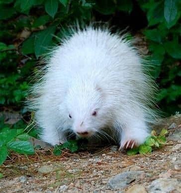 Medical Care for Albino Animals