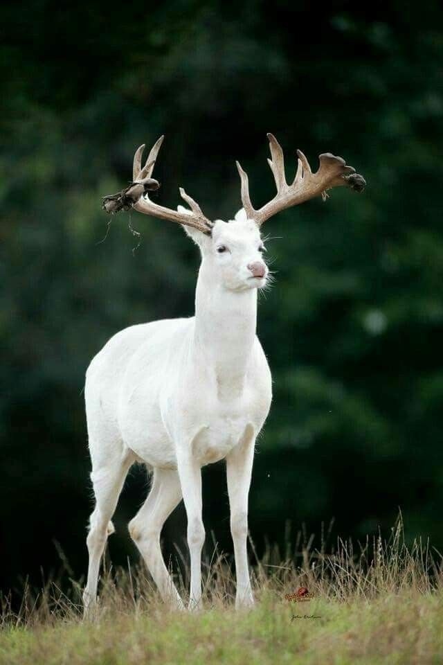 Albino Animal