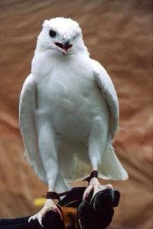 Albino Raven