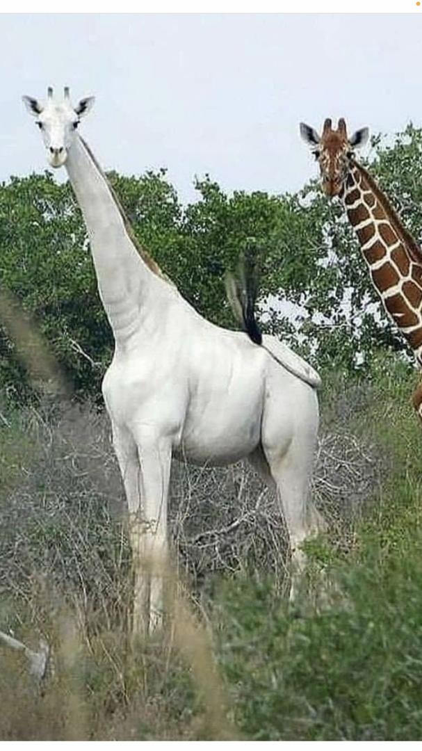 Albino Giraffe