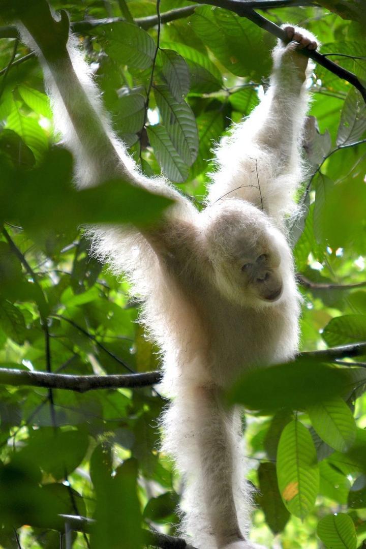 Albino animal in sunlight