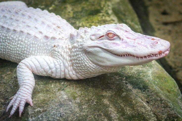 Albino Crocodile