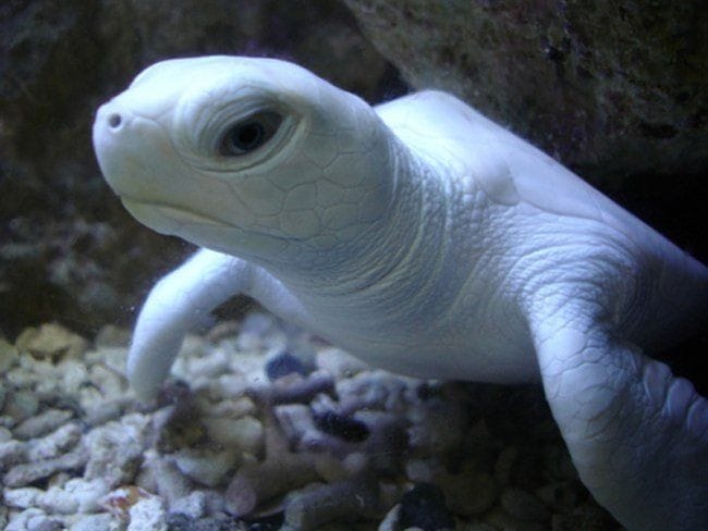 Albino Tortoise