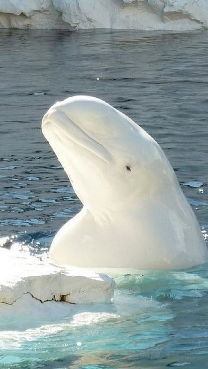 Albino Dolphin