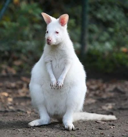Albino Kangaroo