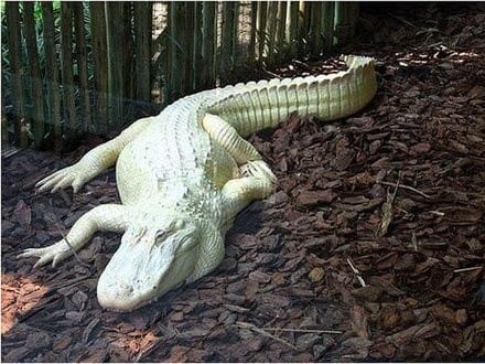 Albino Alligator